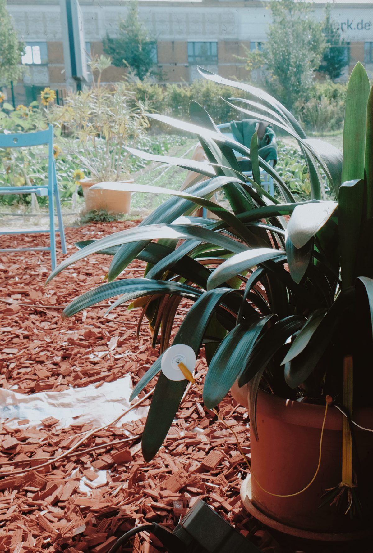 Und innen, der Garten